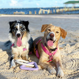 Pet Pulling Toy