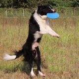 Pet Interactive Training Frisbee