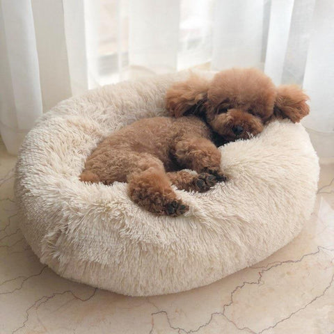 Canine Comforts