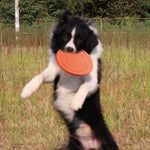 Pet Interactive Training Frisbee