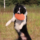Pet Interactive Training Frisbee